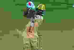 bat break.webp
